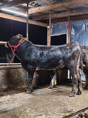 кукуруза полтавка: Продаю | Бык (самец) — 1