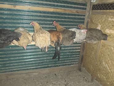 кормушки для кур: Продаю | Куры | Домашняя | Для разведения — 2