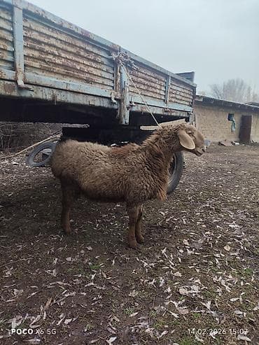 рамановские бараны: Продаю | Ягненок, Баран (самец) | Арашан — 2