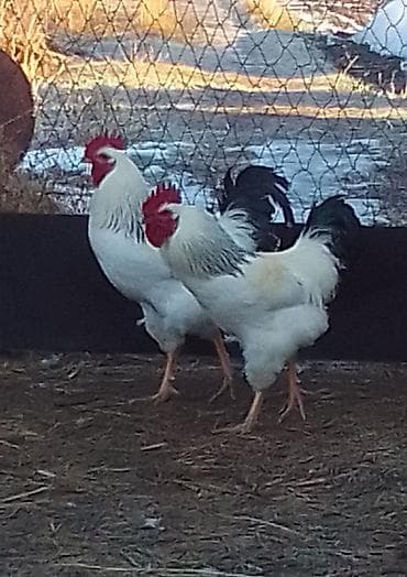 бычки 8 9 месяц: Продаю | Петух | Для разведения — 7