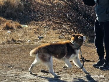 породистые собаки в бишкеке: Хаски, 1 год, Самец — 5