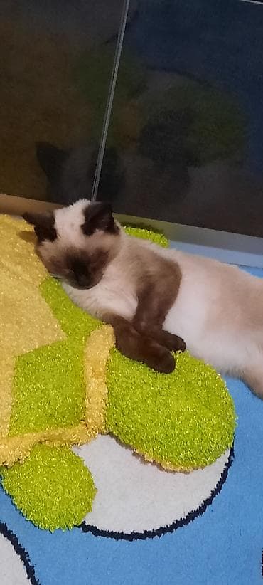 Грызуны: Кошка даром: Сиамская, 7 месяцев, Мальчик, Приучена к лотку — 3
