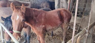 в связи с переездом отдам попугая жако в добрые руки: Продаю | Жеребец | Для разведения — 1