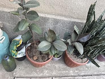 животные птицы: Сансевиерия (Sansevieria trifasciata, «щучий хвост», «тещин язык») в — 6
