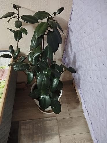 аглаонемы: Фикус в огромном горшке 4000 сом Замиокулькас 3000 сом Аглаонема в — 1