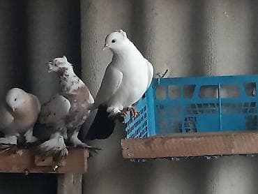 кунажын сатылат: Голубка чернохвост игра есть продам или обменяю — 1