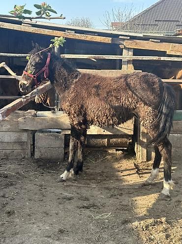 куплю тай: Продаю | Кобыла (самка) | На забой, Для разведения — 3