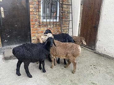 Үй жаныбарлары: Сатам | Козу | Союуга — 4