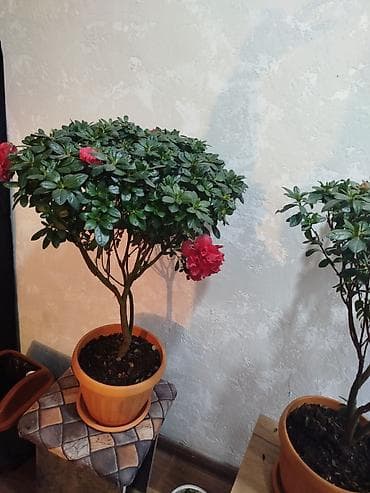 штамбовые: Азалия штамбовая в горшке - Компактное деревце с плотной кроной и — 3