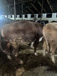 домик для животных: Сатам | Уй (ургаачы) | Симментал | Көбөйтүү үчүн | Асыл тукумдуу — 10