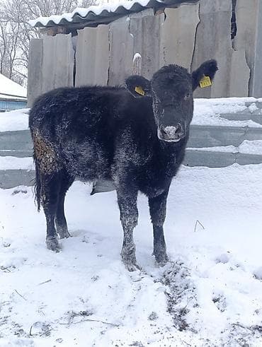 Ветеринар кызматы: Сатам | Музоо | Абердин-ангус | Көбөйтүү үчүн — 2