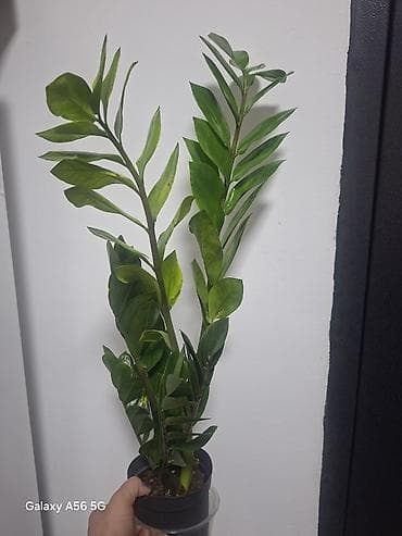 музыка ветра: Продается комнатная ель араукария женское счастье, шефлера — 6