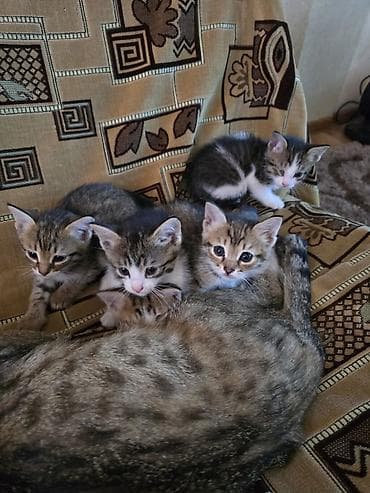 ангорская кошка: Котята, помёт от домашней кошки. На фото — пятеро малышей — 4