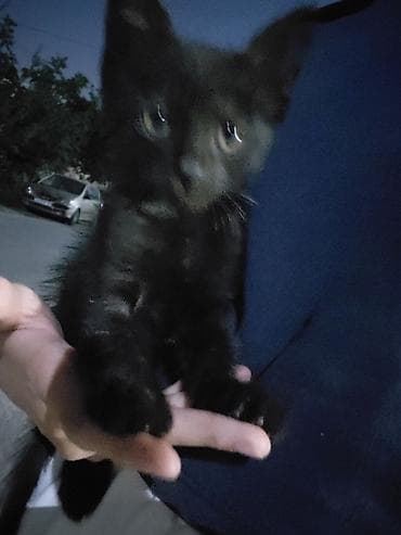 черные котята: Кошка даром: Беспородная, 1 месяц, Девочка, Приучена к лотку — 2