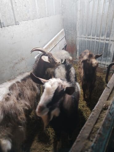 зааненские козы где можно купить и цена: Продаю | Коза (самка), Козёл (самец), Козлёнок | На забой, Для разведения | Котные, Осеменитель — 7