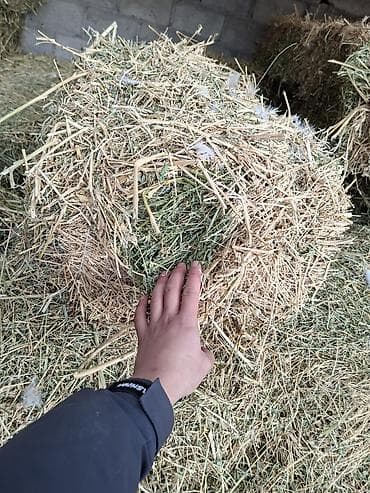 Грызуны: Карабеде 100 штук срочно — 4