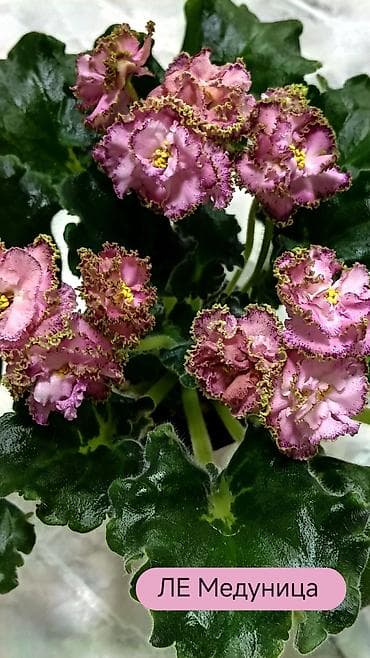 мир растений: В продаже детки,, стартеры, взрослые сортовые фиалки🌺🌺🌺, От 100 сом — 3
