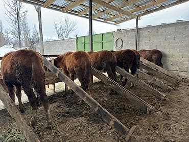 арабский жеребец купить: Продаю | Жеребенок | Для разведения — 1