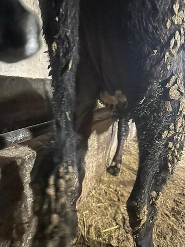 Аквариумдар: Сатам | Уй (ургаачы), Кунаажын | Аргын | Көбөйтүү үчүн, Сүт алуу үчүн — 7