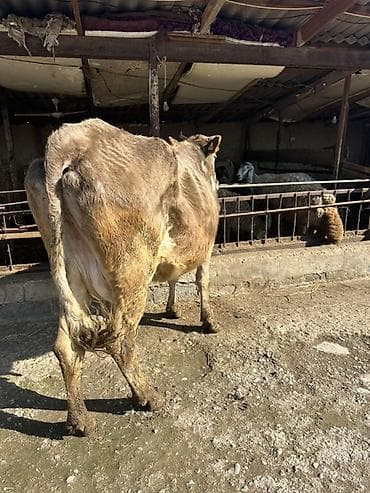 молочная карова: Продаю | Корова (самка) | Полукровка | Для молока — 2