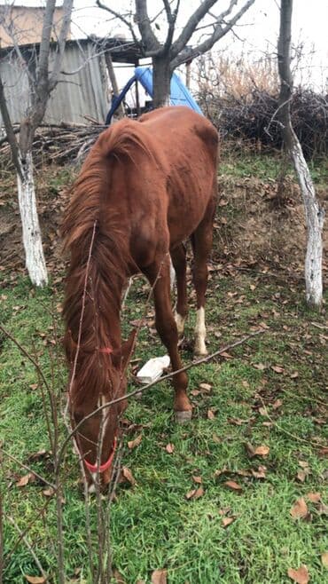 купить кошку бишкек: Продаю | Жеребенок, Кобыла (самка) — 2