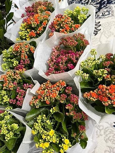антуриум цветы: Комнатные растения — каланхоэ и антуриум - Каланхоэ (Kalanchoe — 5