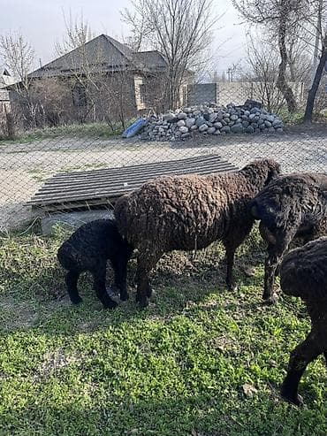 коровы в караколе: Продаю | Овца (самка) | Для разведения | Матка — 4