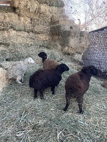 куры брама: Продаю | Овца (самка) | Для разведения — 1