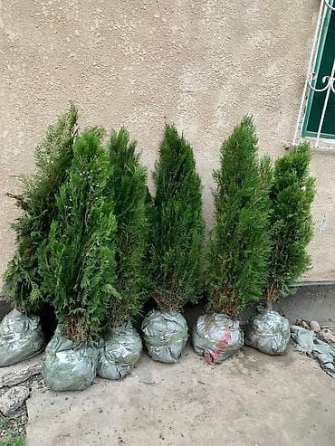 1 и 2 фото туи книжки местные рост от 1 м до 1,5 м цены от 1700 и at lalafo.kg 1 и 2 фото туи книжки местные рост от 1 м до 1,5 м цены от 1700 и