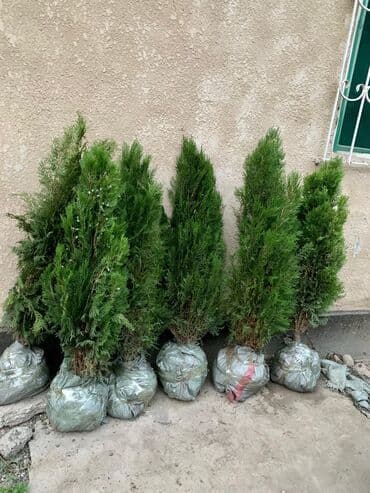 где можно купить саженцы павловния в кыргызстане: Саженцы деревьев: Туи — 1