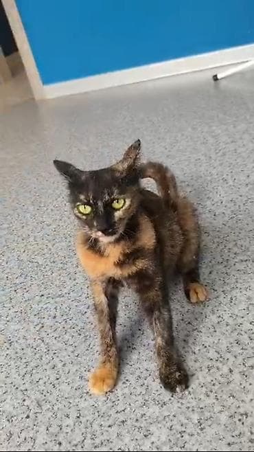 купить белую кошку: Кошка даром: Беспородная, Девочка, Приучена к лотку — 1