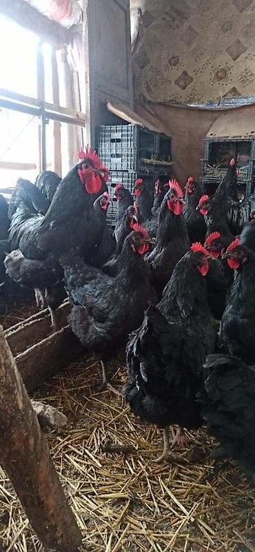 инкубатор для мальков: Продаю инкубационные яйца породы Джерсийский гигант — 5