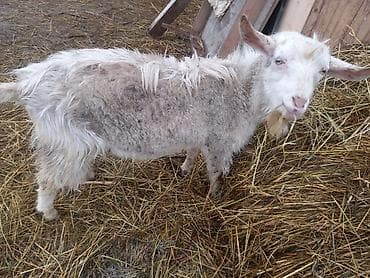 Үй жаныбарлары: Сатам | Теке (эркек) | Заанен | Көбөйтүү үчүн, Сүт алуу үчүн — 1