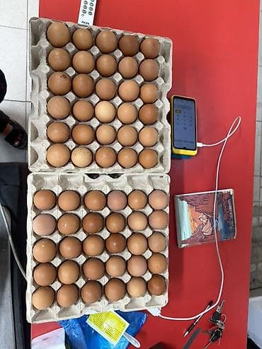 Дом и сад: Куриные яйца пищевые, категория C1 - Тип: куриные яйца пищевые по — 2