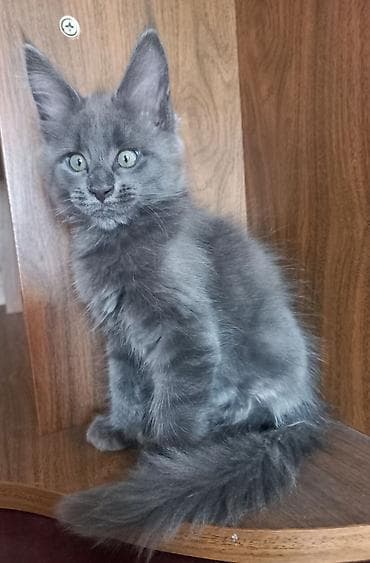 сиамский кошка: 🐾🐈Котята мейн-кун готовы к переезду! Отличный помёт с шикарными — 2