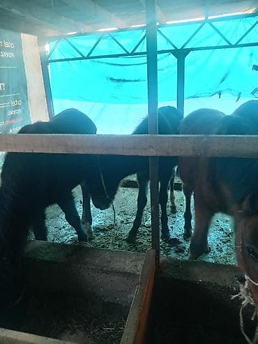 Грызуны: Продаю | Жеребенок | Для разведения — 9