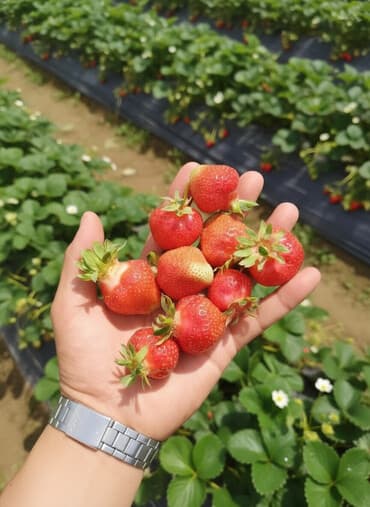 15 соток, Для строительства, Красная книга, Договор купли-продажи