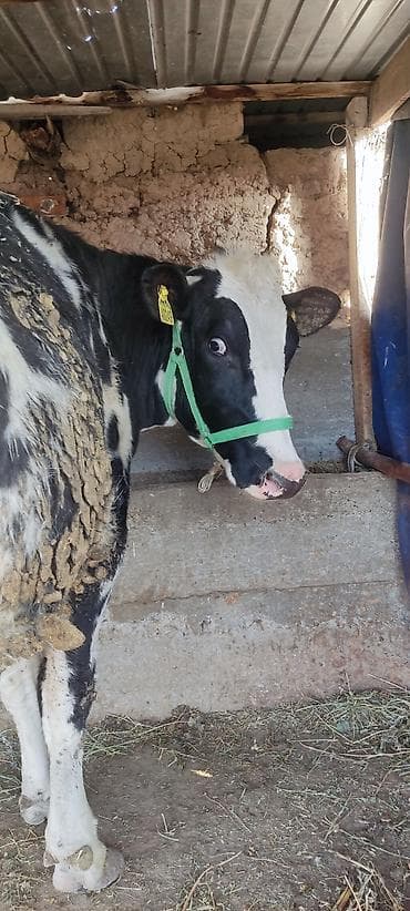 быков: Продаю | Корова (самка) | Для молока — 5