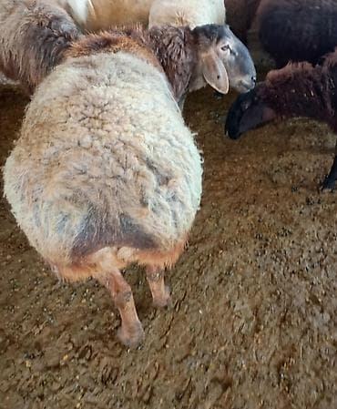 Продаю | Баран (самец) | Для разведения