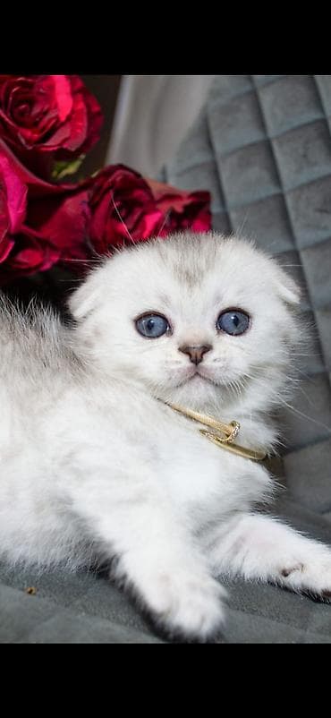 кошка лысая: Скотиш Фолд (Шотландская вислоухая), 1 месяц, Мальчик, Серебристая шиншилла, Приучена к лотку — 2