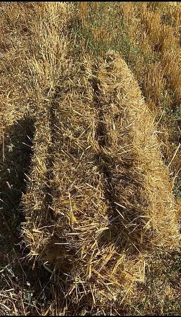 Солома в тюках (прямоугольные тюки). Описание:Арпа саман с поля