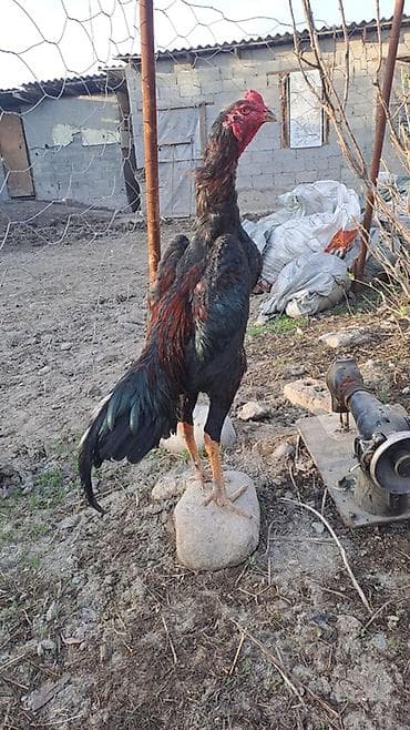 пепельный фазан: Продаю | Петух | Бойцовая | Для разведения — 3