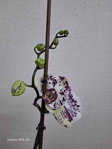 опора для цветов: Орхидея фаленопсис с контрастным окрашиванием лепестков: белая основа — 9