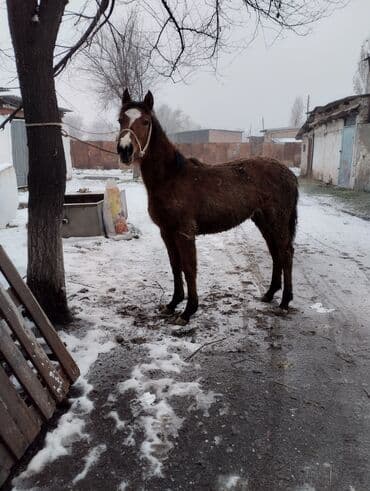 Продаю | Жеребенок | Рабочий | Племенные at lalafo.kg Продаю | Жеребенок | Рабочий | Племенные