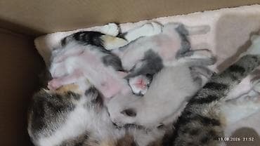 домик для котенка: На улицу выкинули кошку с котятами пожалуйста возьмите, я не могу я — 6
