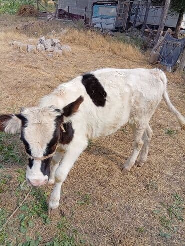 зааненские козы где можно купить и цена: Продаю | Музоо, торпок | Полукровка | Для молока — 1