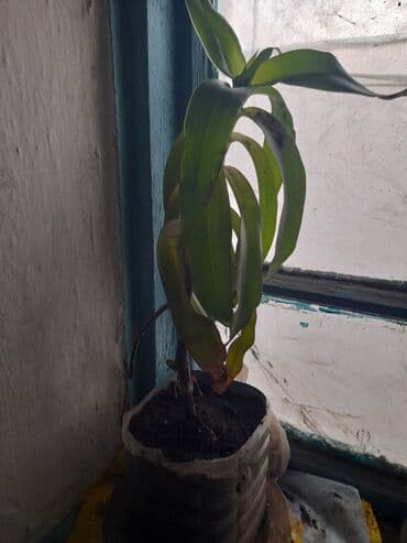 насос на выезд: Продается золотой ус 2 горшка в наличии по 200 сом.А также есть — 3