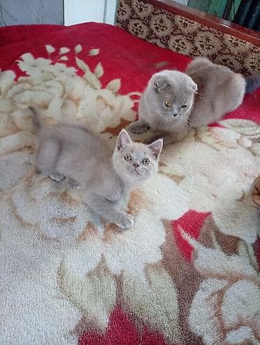 я ищу котят: Шотландский котёнок, окрас лиловый (пастельно‑серый). Плюшевая — 4