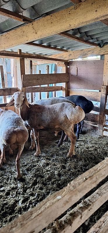 меняю на кур: Продаю | Баран (самец) | Для разведения — 5
