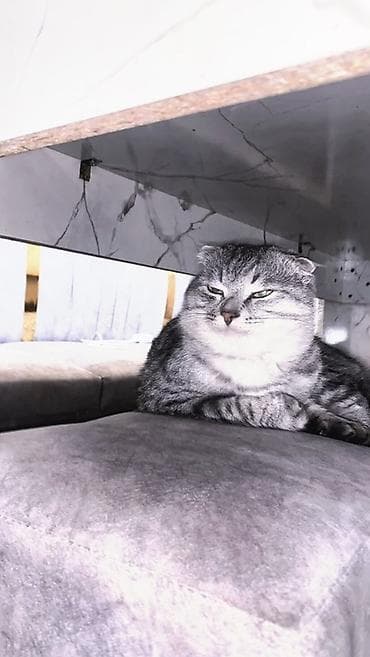 Аквариумдар: Скотиш Фолд (Шотландиялык шалпаң кулак), 1 жаш, Эркек, Боз — 6